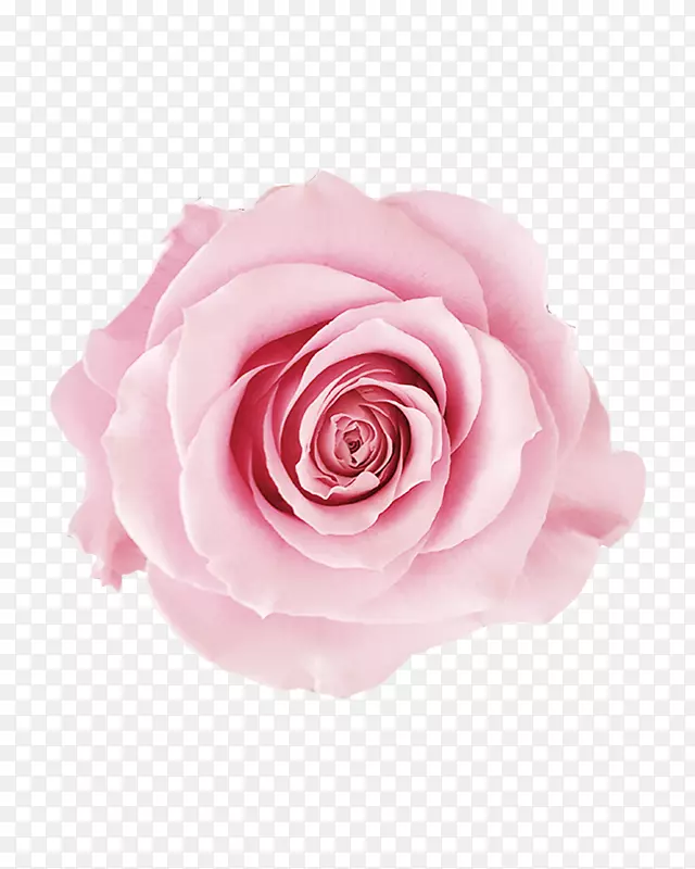 仙人掌玫瑰、粉红色花园玫瑰、桃花蔷薇科-粉红色玫瑰