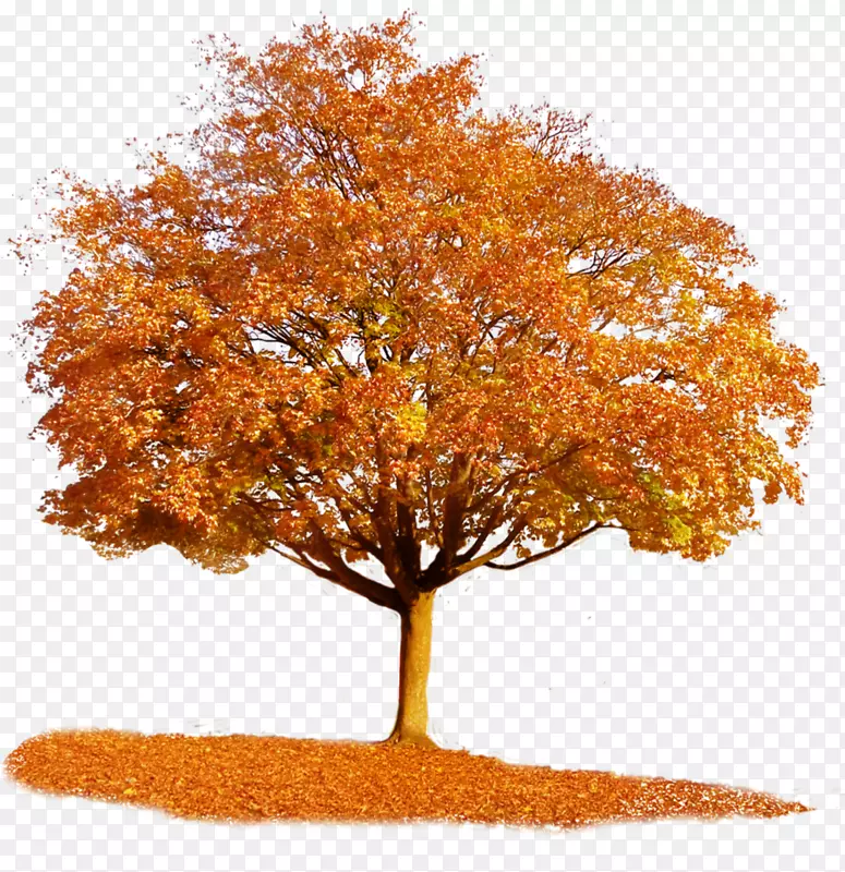 秋季枫树剪贴画-橘子树