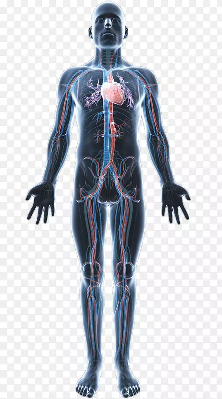 人体肌肉解剖人ω-3脂肪酸-人