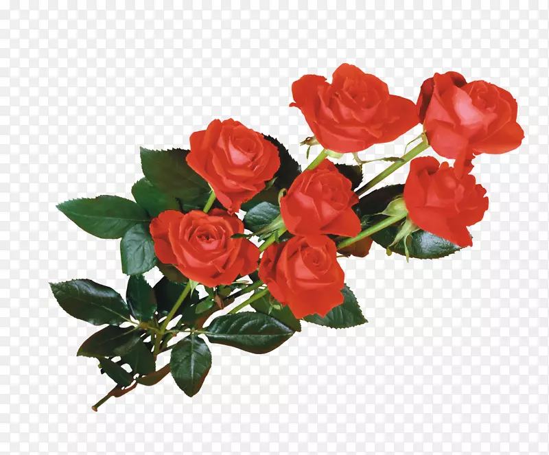 桌面壁纸粉饰-红玫瑰