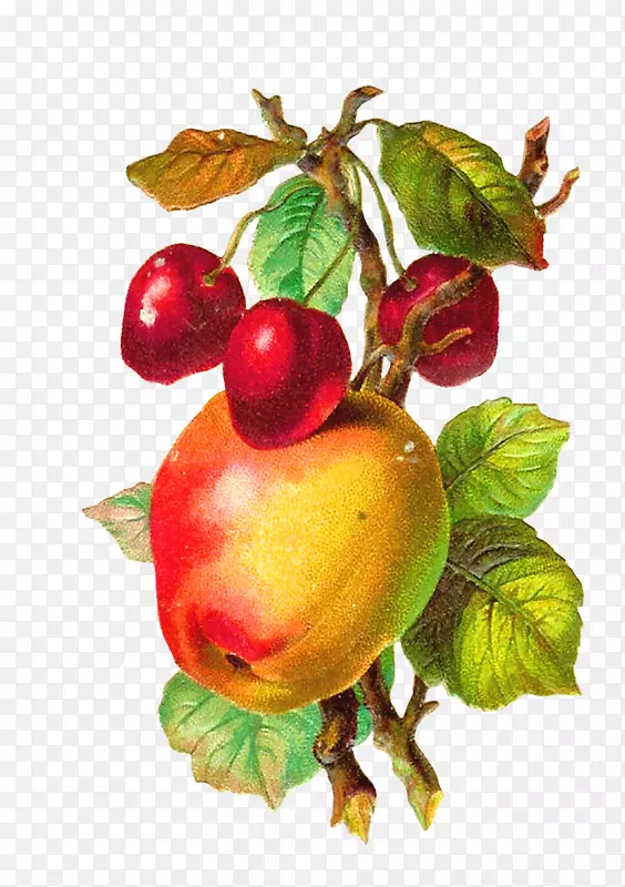 水果苹果古装剪贴画-桃子枝