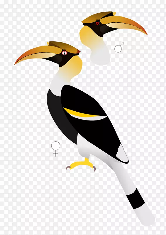 印度卷轴鸟鹦鹉大角嘴鸟