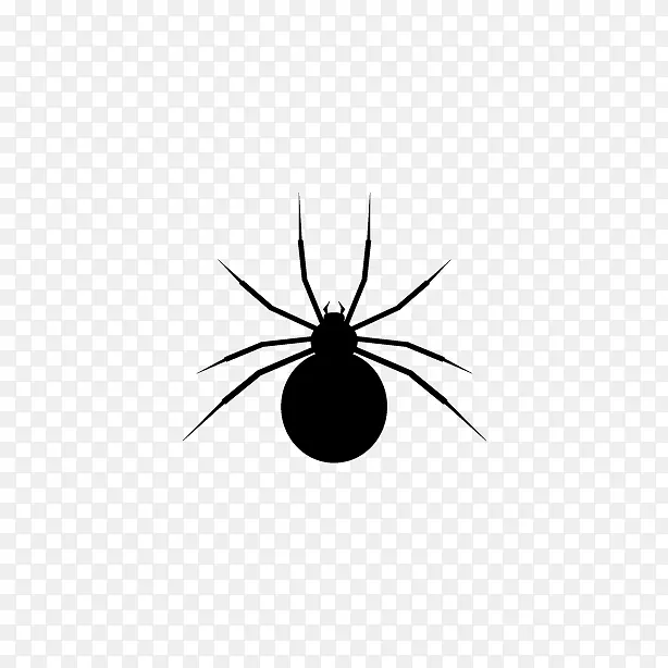 寡妇蜘蛛昆虫无脊椎动物黑蜘蛛