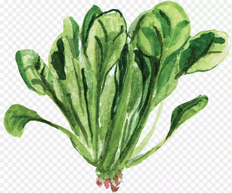 菠菜素食菜叶菜水彩画植物