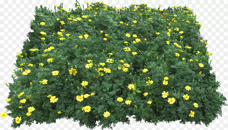 黄绿色花卉植物
