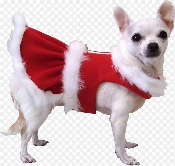 帕格吉娃娃小狗圣诞老人宠物狗