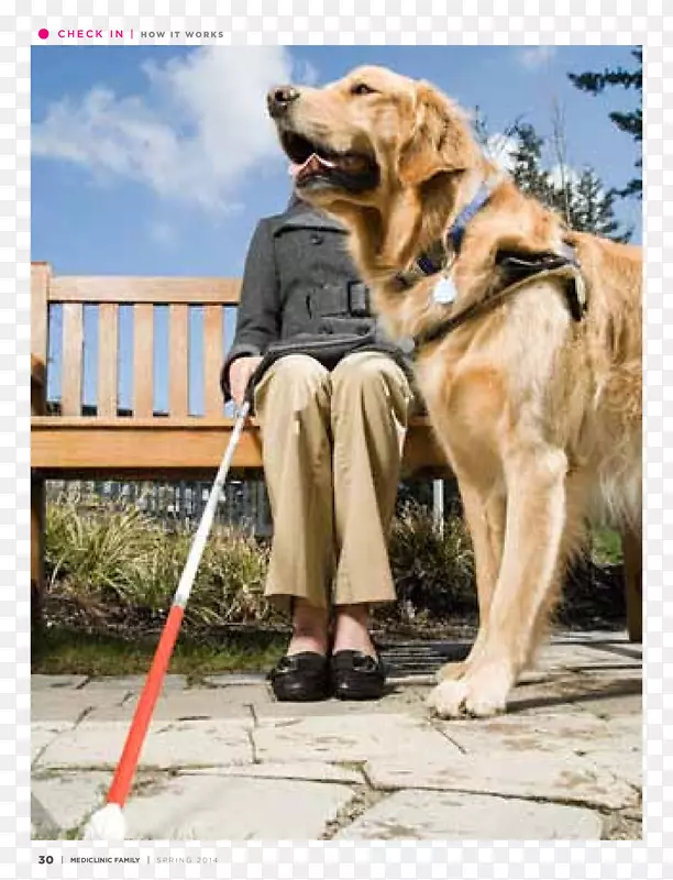 拉布拉多猎犬金毛猎犬服务犬导盲犬服务动物金毛猎犬