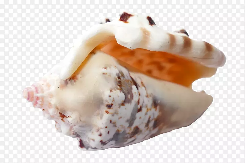海贝壳海岸沙滩贝壳