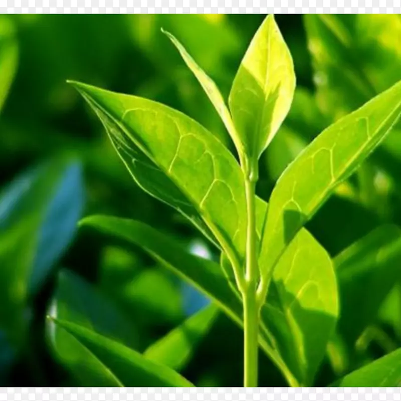 茶树油有机食品茶树绿茶
