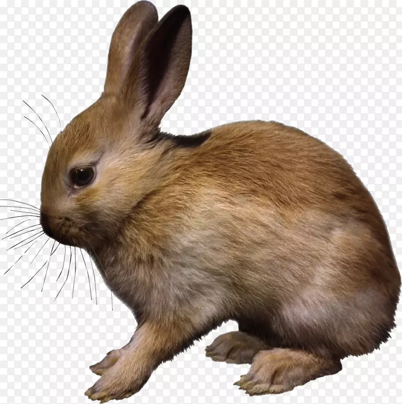 兔子复活节兔子家养兔子-帕斯科