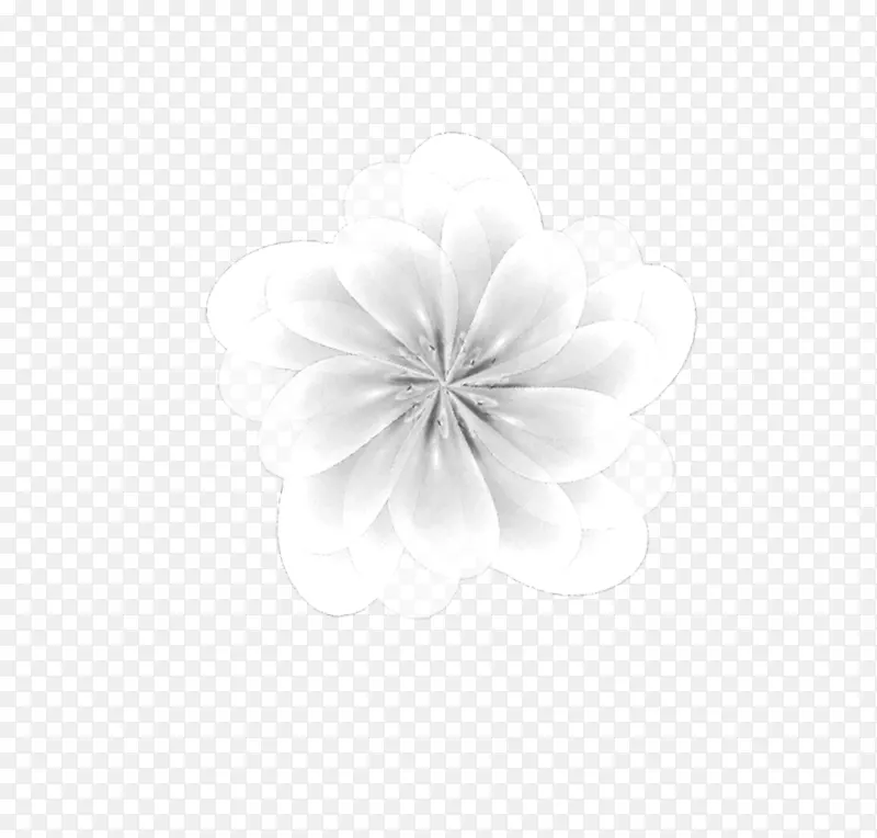 白花瓣花-白花