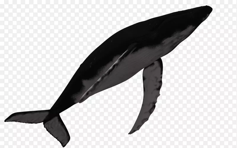 海洋座头鲸海豚鲸