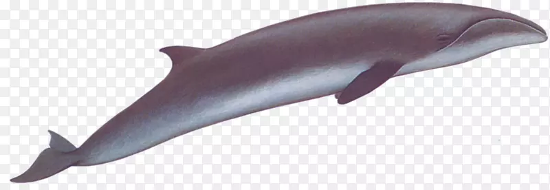 海豚-露脊鲸图库溪普通宽吻海豚