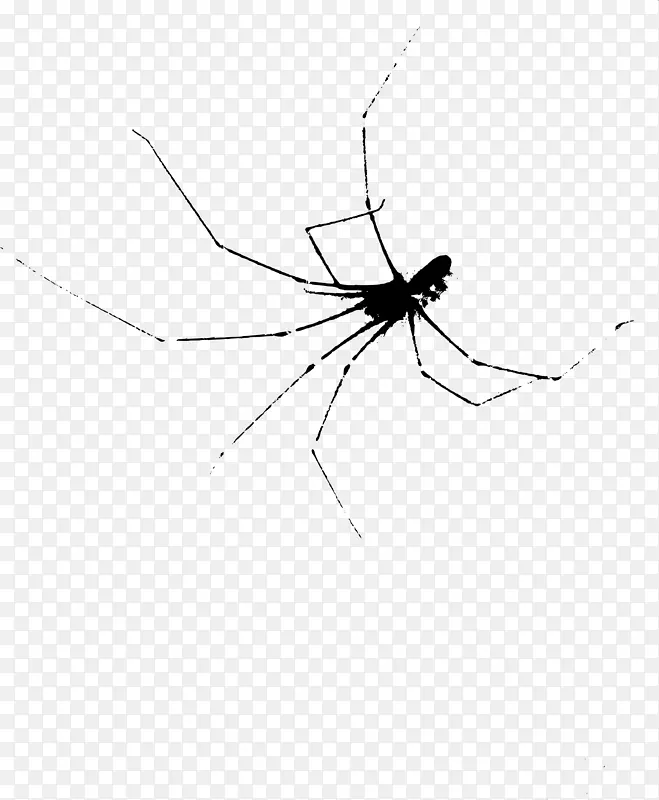 寡妇蜘蛛蚊虫黑色和白色可怕
