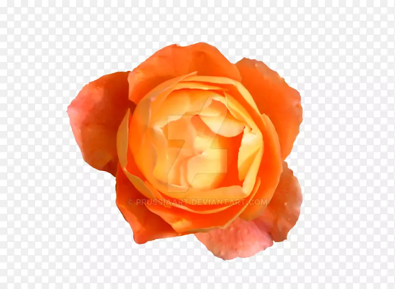 玫瑰花橙色桌面壁纸-橙色花