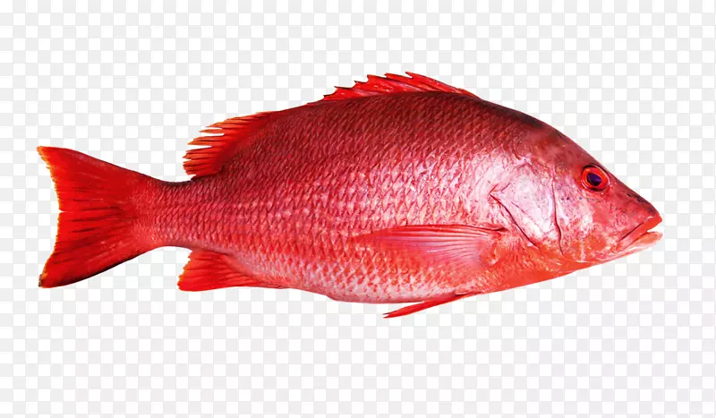 北红笛鲷鱼极大值海产品-捕鱼