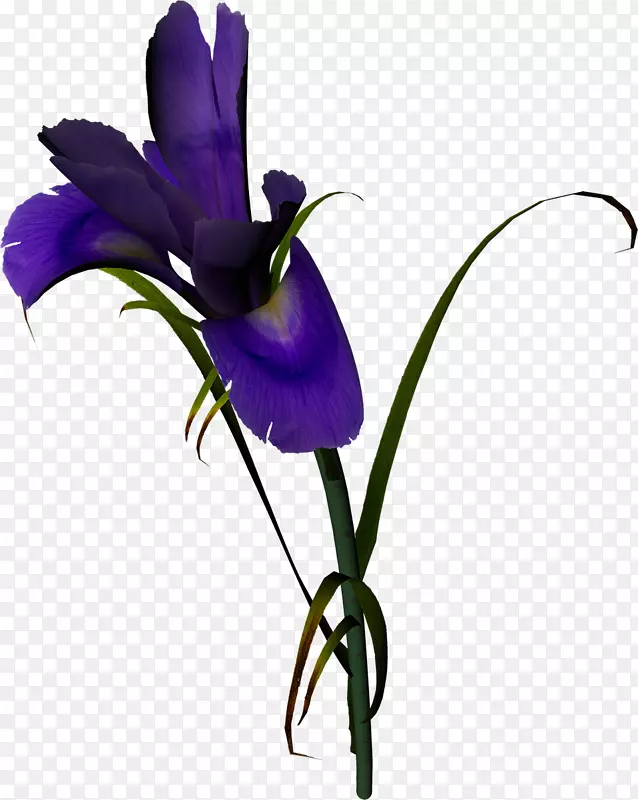 紫罗兰花紫百合玫瑰紫丁香