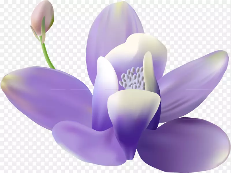 壁画-紫丁香