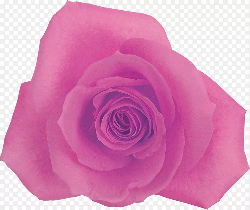 仙人掌玫瑰，蔷薇科花卉，玫瑰，粉色紫丁香