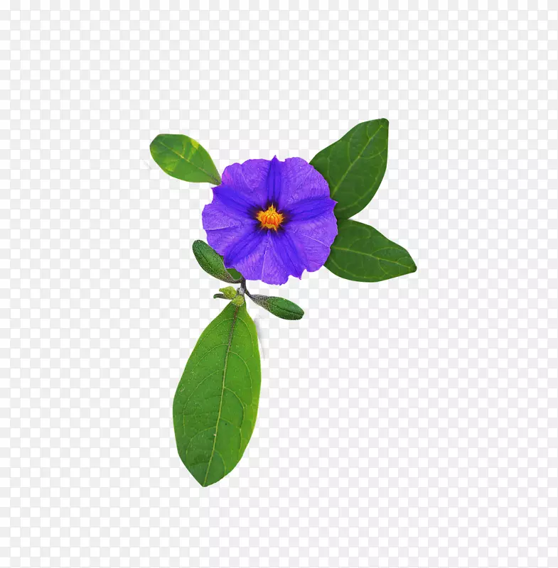 紫紫丁香