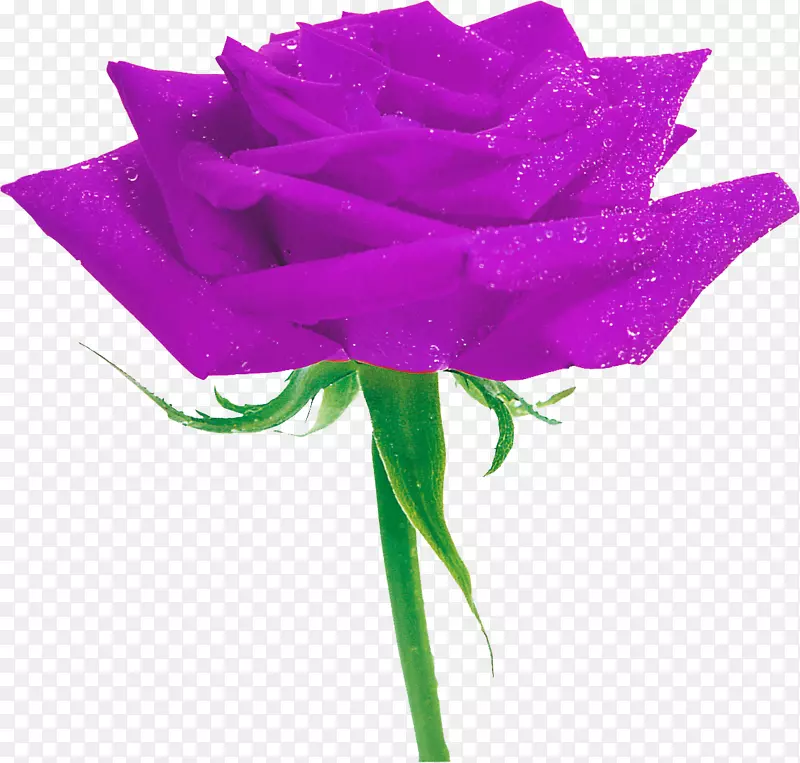 花园玫瑰紫色花紫丁香
