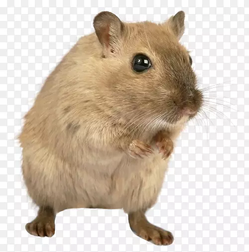 棕色大鼠博萨维山鼠-老鼠和老鼠