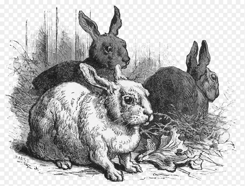 兔子复活节兔子-水彩画兔
