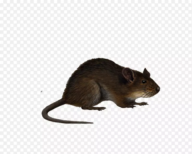 小鼠黑鼠剪贴画-老鼠与老鼠