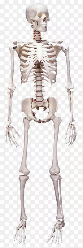 人体骨骼解剖-骨骼