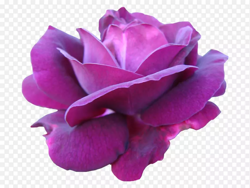 粉色蜈蚣玫瑰紫色花园玫瑰紫色水彩花