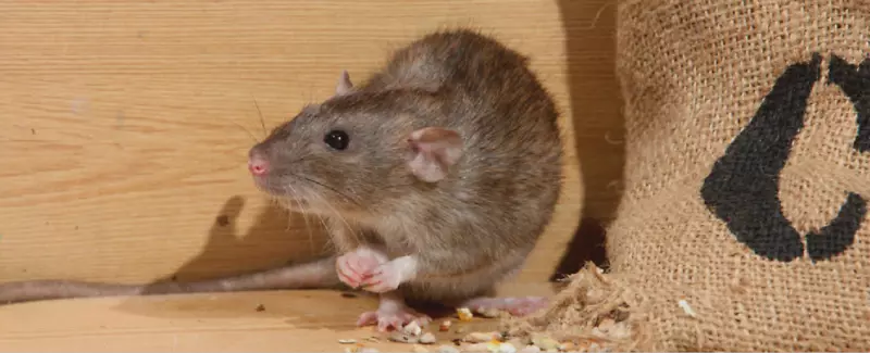 棕色大鼠，黑鼠，稻田鼠，澳大利亚沼泽鼠，老鼠和老鼠