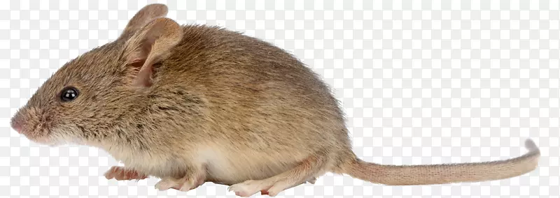 褐鼠屋鼠黑鼠害虫防治-拓扑