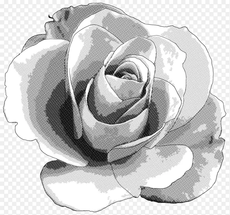 半夏玫瑰单色摄影.白色玫瑰