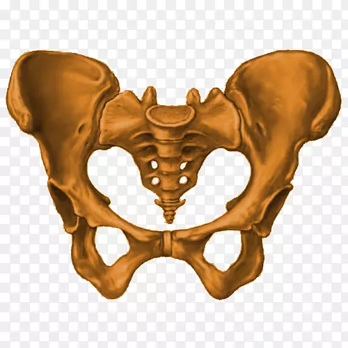 骨盆骶骨髋骨骨盆底骨盆入口骨