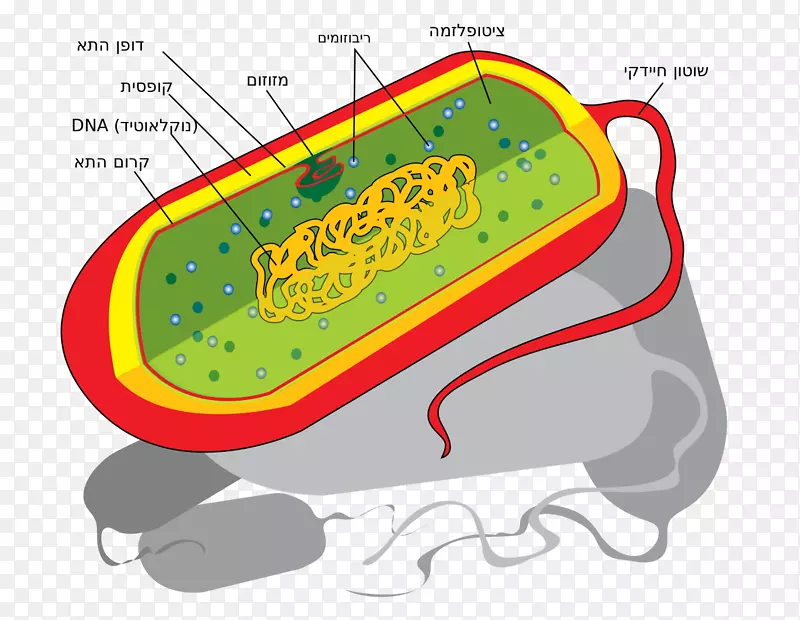 原核细胞核细菌核糖体细胞