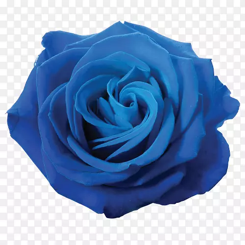 蓝色玫瑰剪贴画-蓝色玫瑰