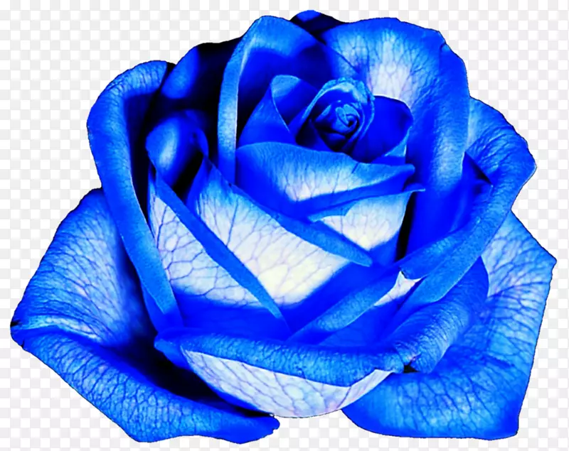 花蓝色玫瑰花园玫瑰-蓝色玫瑰