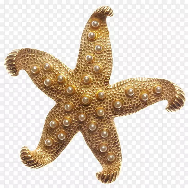 萨拉热窝海星海生无脊椎动物棘皮动物星鱼