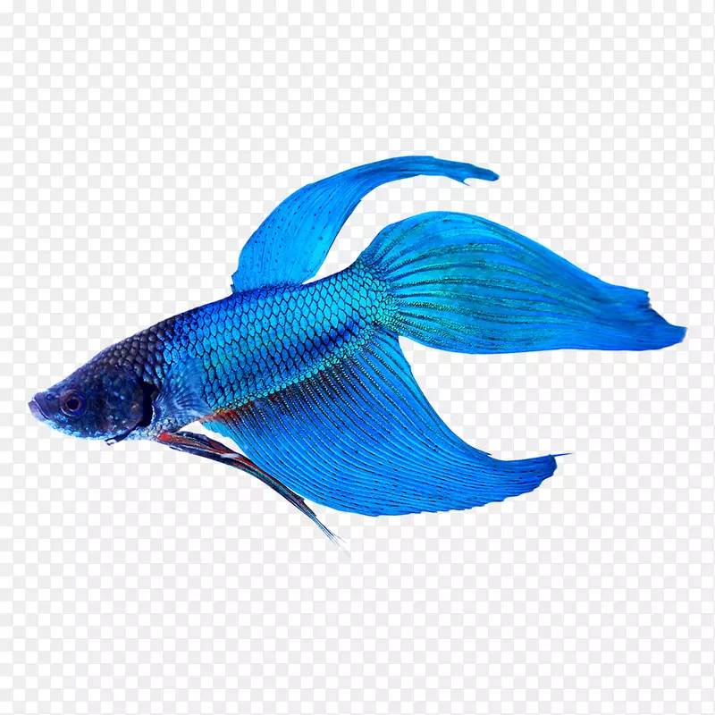 暹罗斗鱼尾热带鱼水族馆-贝塔