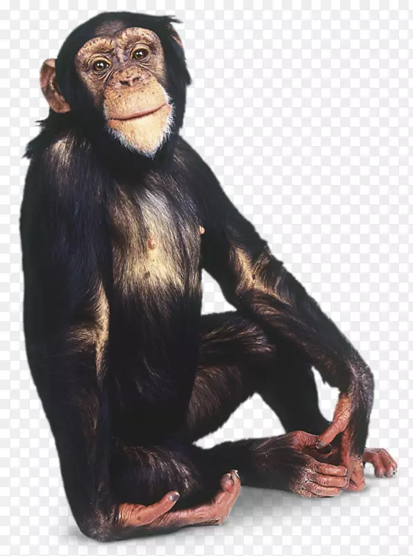 大猩猩普通黑猩猩灵长类猩猩长臂猿黑猩猩