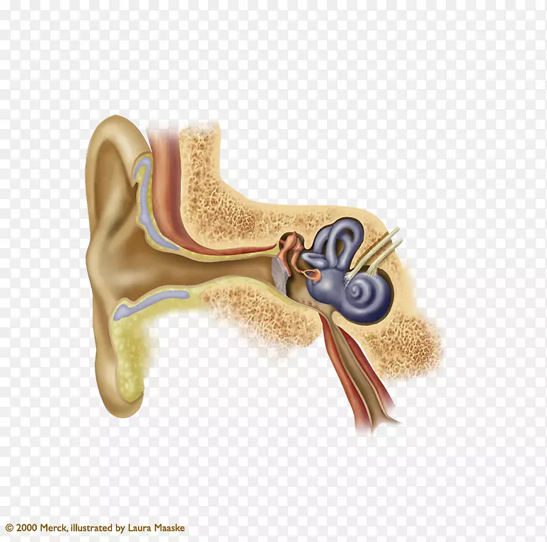 鼓膜耳垢耳廓鼓膜成形术-耳
