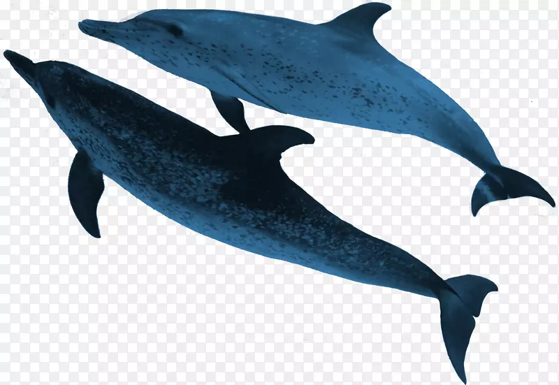 旋转海豚条纹海豚普通宽吻海豚粗齿海豚海洋动物