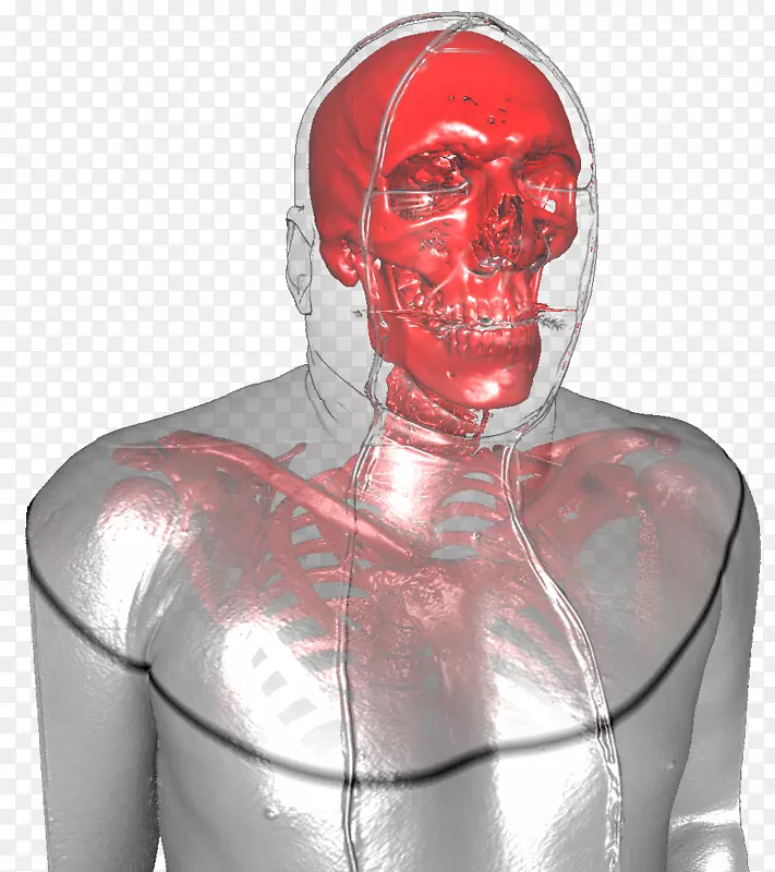 颈部颌骨肌肉-人体
