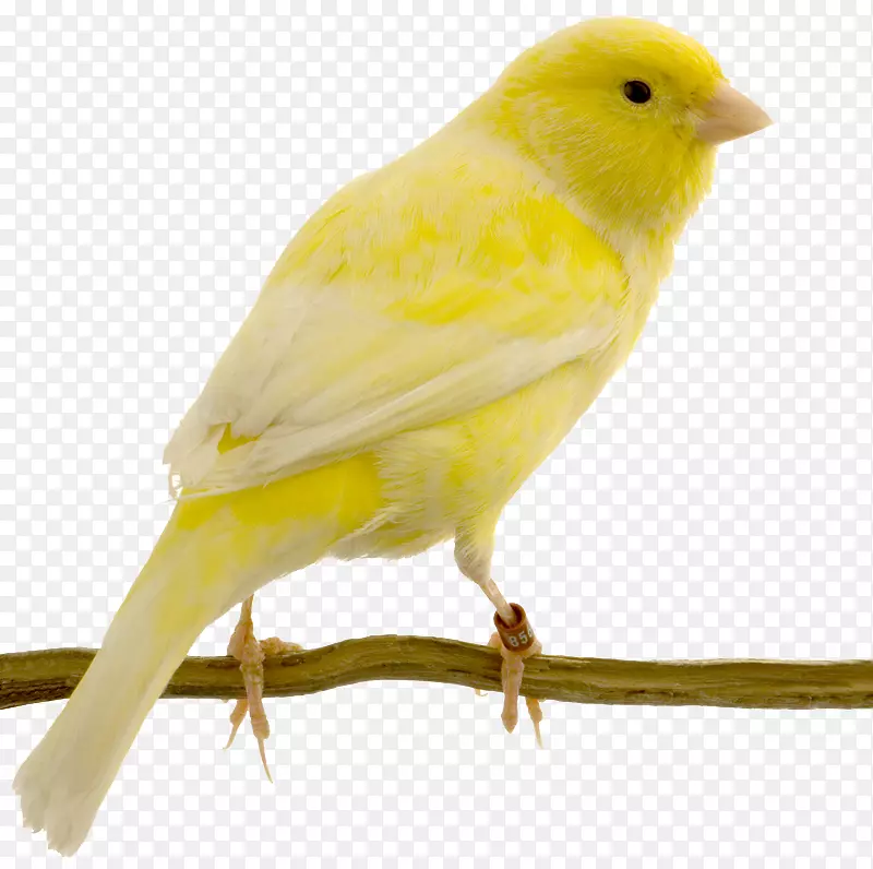 红因子金丝雀黄色金丝雀燕鸥-鸟群