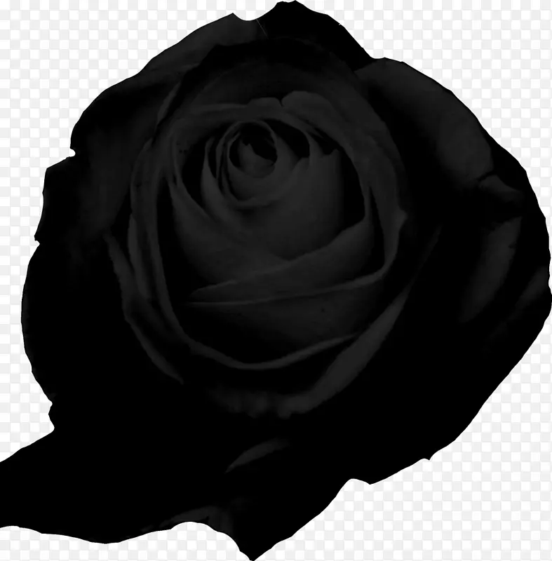 花园玫瑰编辑彩灯-背景黑色