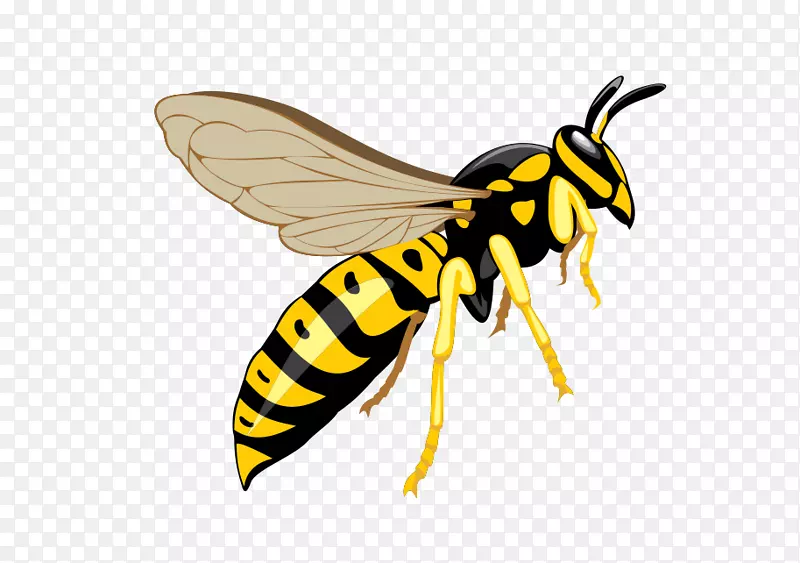 黄蜂害虫防治-黄蜂
