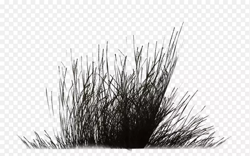 黑白单色摄影灌木-植被