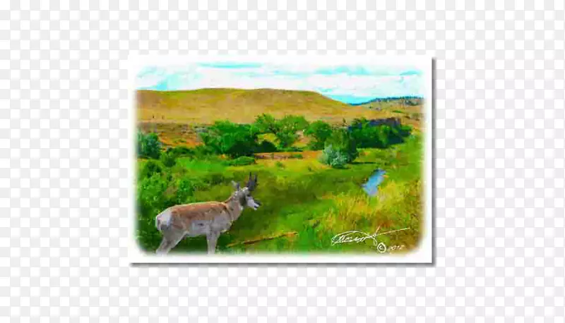 鹿动物群生态系统区系-水彩画
