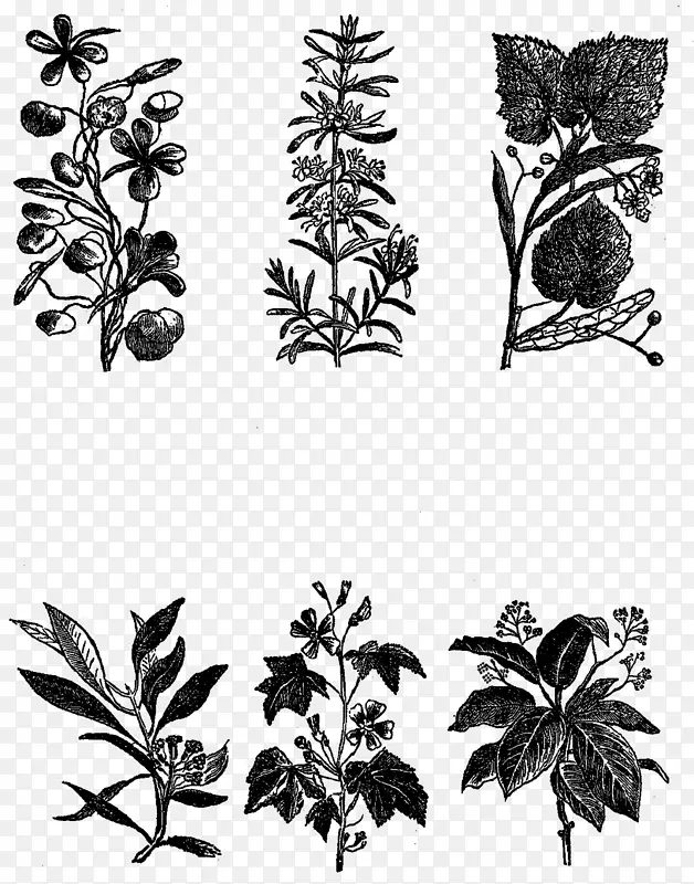 黑白单色摄影视觉艺术.植物花
