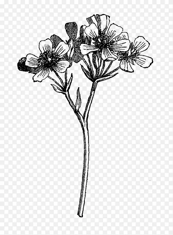黑白野花画.植物花